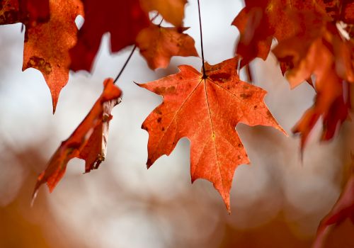 This image shows close-up of vibrant orange and red autumn leaves hanging from branches, with a soft, blurred background.