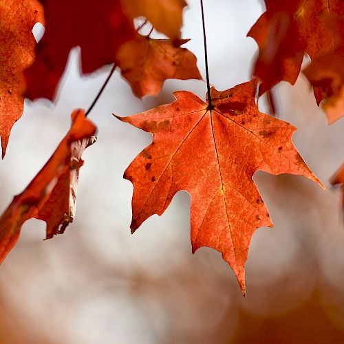 This image shows close-up of vibrant orange and red autumn leaves hanging from branches, with a soft, blurred background.