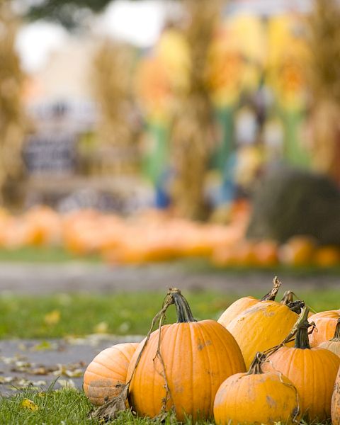 This image shows a bunch of pumpkins on the grass at a pumpkin patch, with a festive fall background including corn stalks and blurred decorations.