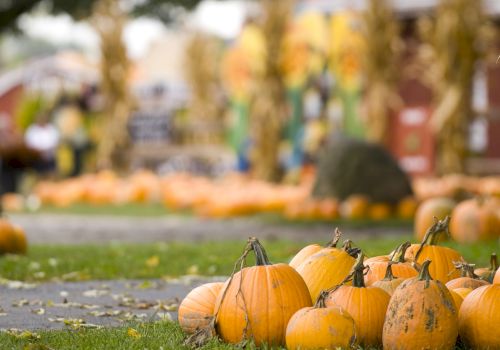 This image shows a bunch of pumpkins on the grass at a pumpkin patch, with a festive fall background including corn stalks and blurred decorations.