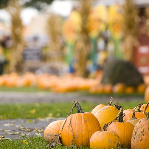 This image shows a bunch of pumpkins on the grass at a pumpkin patch, with a festive fall background including corn stalks and blurred decorations.